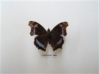 藏品(琉璃蛺蝶)的圖片